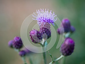 Close-up of the spear thistle or common thistle blooming flower. Cirsium vulgare purple flowers