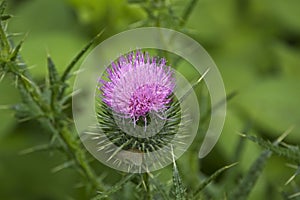 Close up of Spear thistle flower