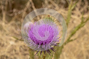 Close-up of a spear thistle plant. Blurred background