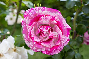 Close-up of a species of a climbing rose bicolour called photo