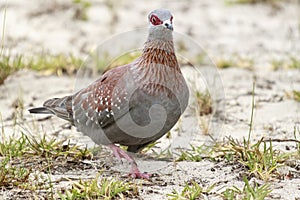 Close up Speckled Pigeon