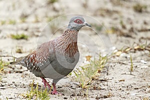 Close up Speckled Pigeon