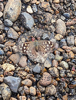 Close-up on a speckled wood butterfly