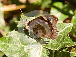 close up speckled wood butterfly on leaf resting Pararge aegeria