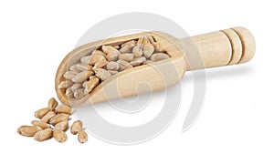 close up Spelt grain wheat in wooden scoop isolated on white background