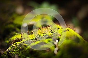 Close up Sphagnum moss green on rock at Ratchaprapa Dam in Khao Sok National Park. Surat Thani, Thailand.