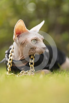 Close up of Sphinx hairless cat in a black leather jacket and a gold necklace sits in the grass vertical cellphone wallpaper