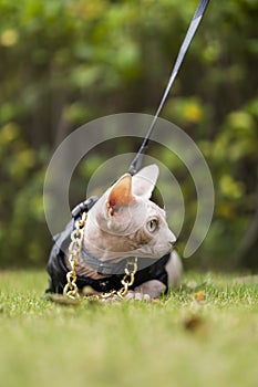 Close up of Sphinx hairless cat in a black leather jacket and a gold necklace sits in the grass vertical cellphone wallpaper