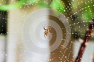 Close up spicer on the web in nature