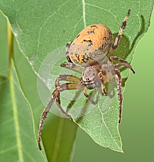 Close up of spider