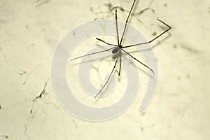 Close-up of Spider