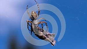 Close up of a spider with a captured victim on blurred nature and blue sky background. Creative. Spider catching its