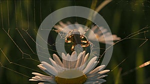 Close up of spider on chamomile flower, summer field. Creative. Spider web between flowers on sunset summer meadow.