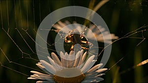 Close up of spider on chamomile flower, summer field. Creative. Spider web between flowers on sunset summer meadow.