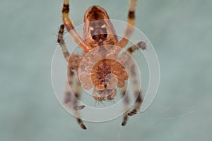 Close up of a spider