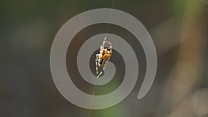 Close-up of a spider on a web