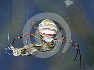 Close-up Spider eats its prey