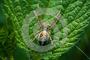 Spider on Leaf Close-Up
