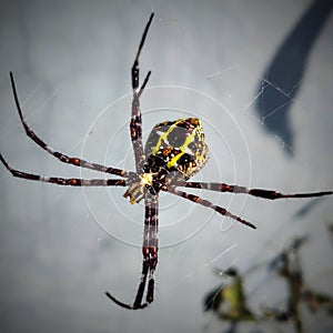 Close-up of a spider hanging from its web