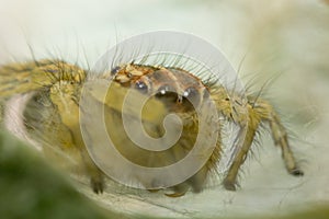 Close-up spider inside web on leaf