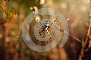 A close-up spider ready to attack.