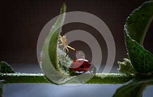 Close up of a spider and a red ladybug