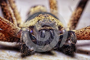 Close up spider with scary face