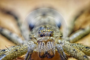 Close up spider with scary face