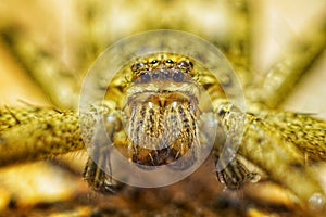 Close up spider with scary face