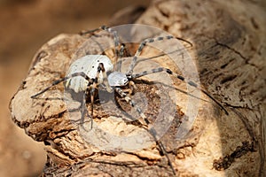 Close-up of spider is siting sits on snag