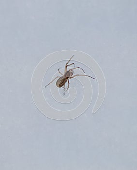 A close up of a spider on snow