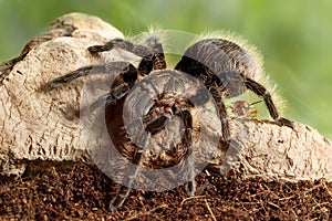 Close-up of Spider Tarantula  and cockroach on snag