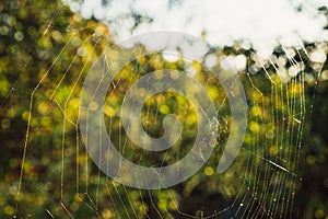 Close up of a spider web