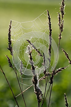 Close up of a spider web attached between grasses. Drops of dew sit on the net. The background is green. The light shines from