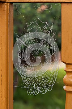 Close-up of a spider web