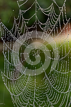 Close-up of a spider web