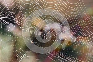 Close-up of spider web with colorful  brightness background
