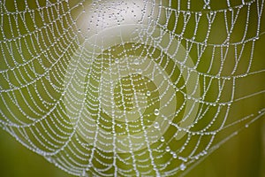 Close up of a spider web with drops of water after fog on a blurred natural background