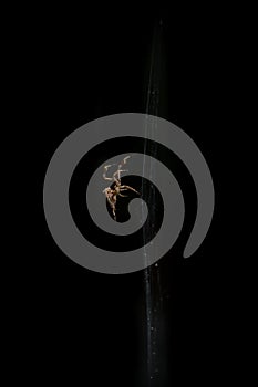 Close up spider in web isolated black