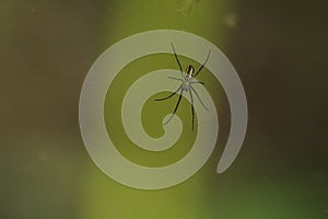 Close up of spider in web photo