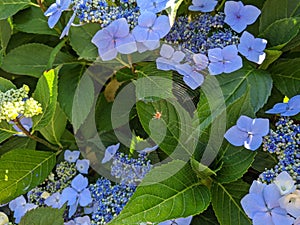 Close up of a spider web woven around light blue flowers