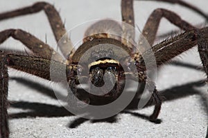 close up Spider wolf on the wall