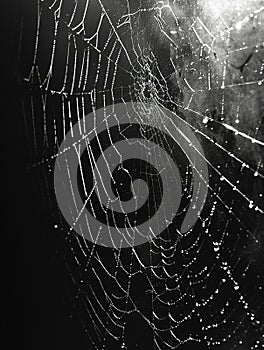 Close-up of a spiders intricate web