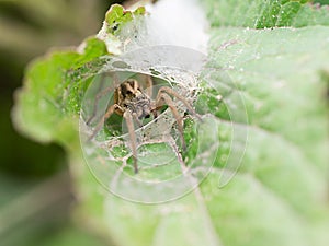 Close up spiders on leaf in Thailand