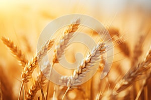 close up spike of wheat in a wheat field, blurred sunset background