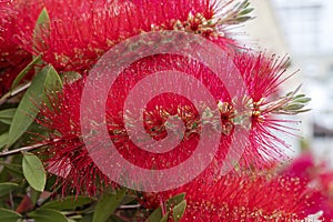 Close-up of spikes of red flowers of bottlebrush plant.