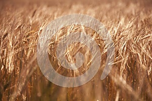 Close up spikes of wheat in sun rays. Grain crops in the field. Agriculture, agronomy, industry concept