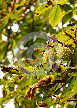 Close up on the spikey capsule and yellow-green foilage of Aesculus Hippocastanum, the horse chestnut growing.