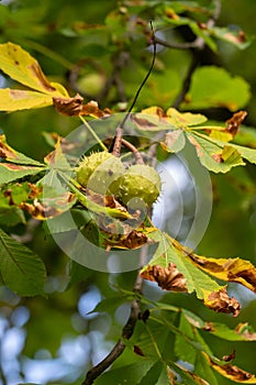 Close-up on the spikey capsules and yellow and green foilage of Aesculus Hippocastanum, the horse chestnut.