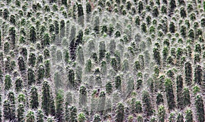 Close up of spikey Echinocereus cacti